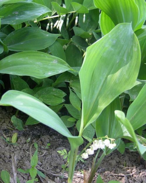 Öйú¸ßÖÊÁ¿¹ú¼ÊÂÛÎÄÊýÊÀ½çµÚ¶þ ¶àËù¸ßУ½øÈëǰ10