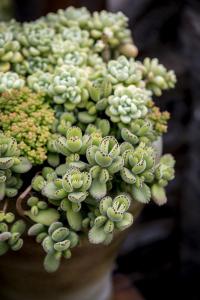 ¡¶ÖíÖíÏÀ¡¤Ò»Ö»ÀÏÖíµÄÄæÏ®¡·ÉÏÓ³6ÌìÆ±·¿ÆÆ4000Íò