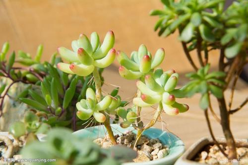 ¼Ò¹úÇ黳ڹÊ͹é¹úѧ×ÓÐÄÀíÃÜÂë:»Ø¹ú²»ÐèÒªÀíÓÉ