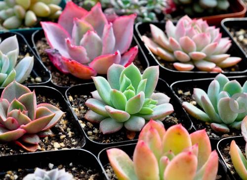 ̽·ÃæÏÎåÔÂÇò